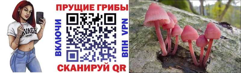 Галлюциногенные грибы Psilocybe  Олёкминск 